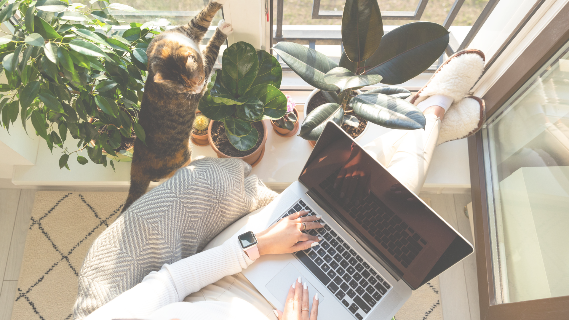Woman working on laptop by window with indoor plants, cozy slippers, and cat in sunlight